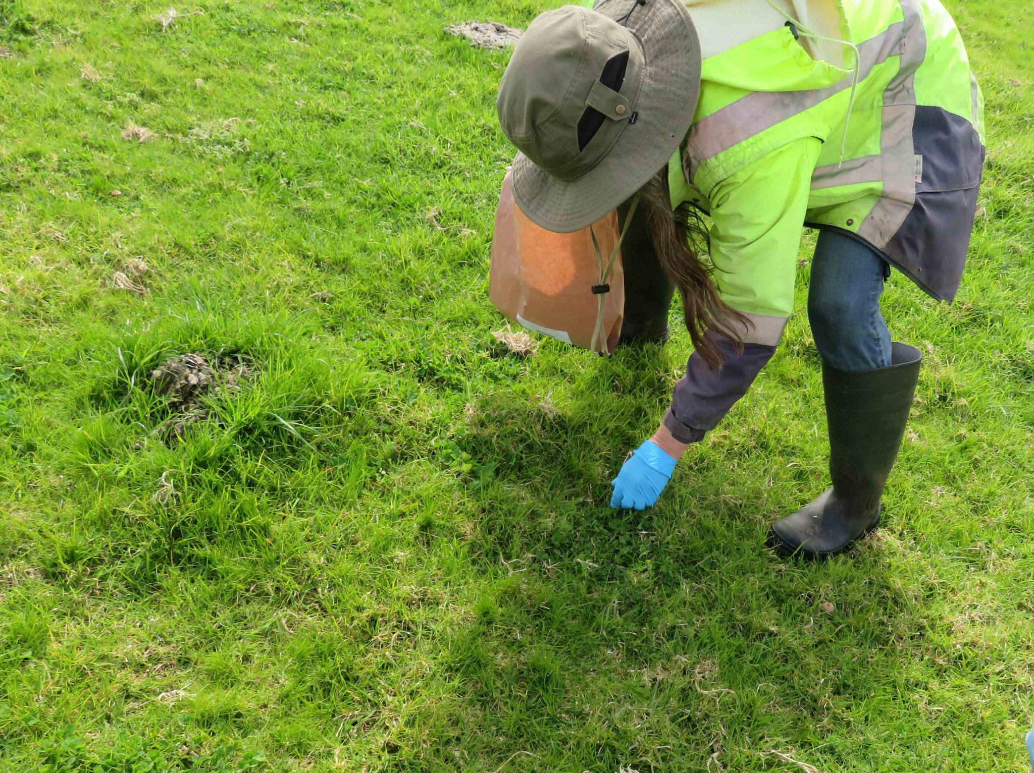 HEWA plant tissue sampling October 2021 - Torbay Catchment Group